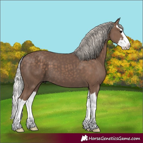 Horse Color:Silver Black Splash 