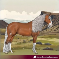 Horse Color:Silver Bay Splash