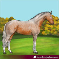 Horse Color:Gray Silver Buckskin Tobiano Rabicano 