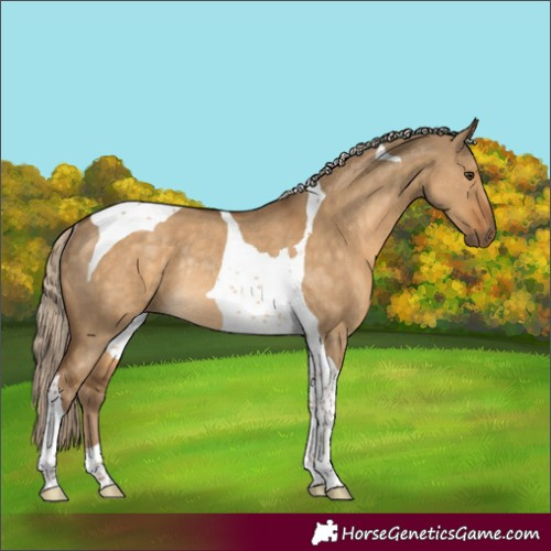 Horse Color:Chocolate Palomino Dun Tobiano Rabicano 