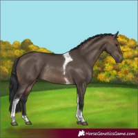 Horse Color:Bay Dun Tobiano Rabicano