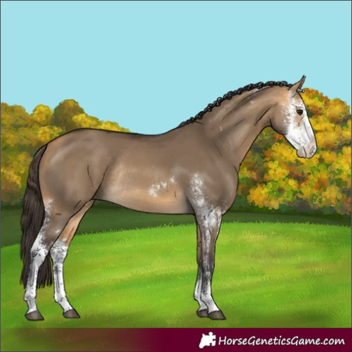 Horse Color:Buckskin Dun Sabino Rabicano 