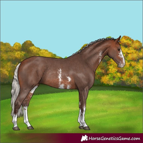 Horse Color:Silver Bay Sabino Rabicano 
