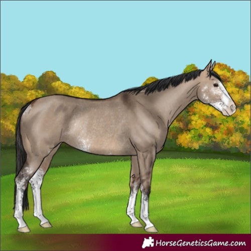 Horse Color:Bay Dun Sabino Rabicano 