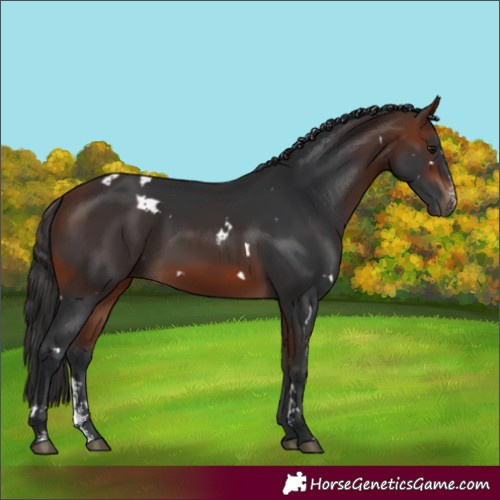 Horse Color:White Spotted Bay Sabino 