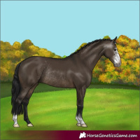 Horse Color:Gray Brown Dun Sabino Rabicano 