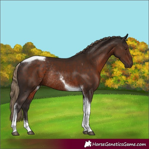 Horse Color:Liver Chestnut Tobiano Rabicano