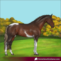 Horse Color:Liver Chestnut Tobiano Rabicano