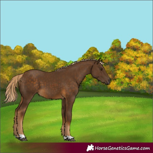 Horse Color:Chocolate Palomino