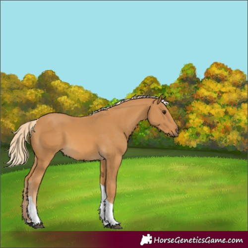 Horse Color:Palomino Tobiano