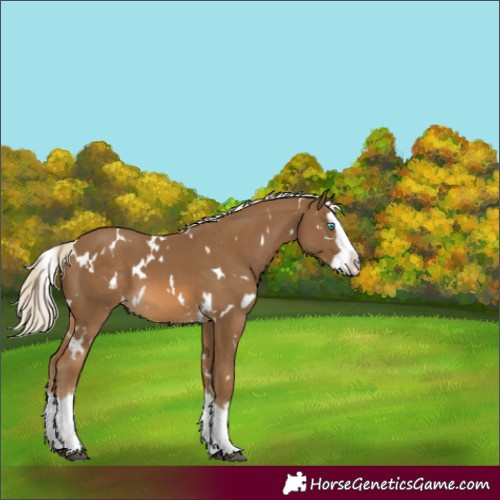 Horse Color:White Spotted Chocolate Palomino Splash