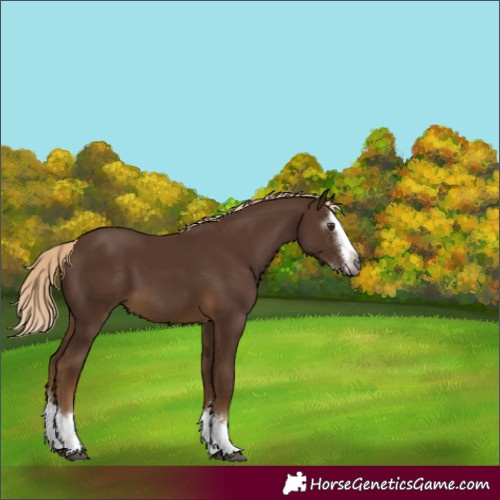 Horse Color:Gray Chocolate Palomino Sabino Splash 