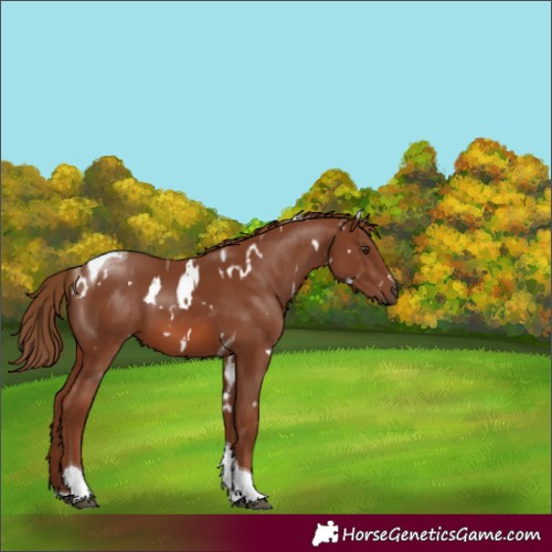 Horse Color:White Spotted Chestnut Tobiano 
