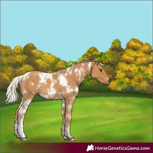 Horse Color:White Spotted Palomino