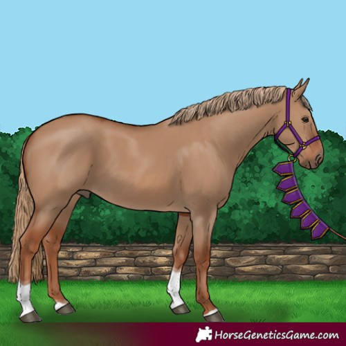Horse Color:Red Dun Tobiano Rabicano 