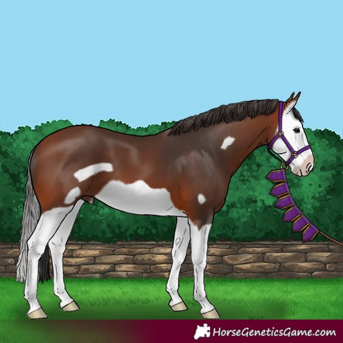 Horse Color:Bay Splash Frame 