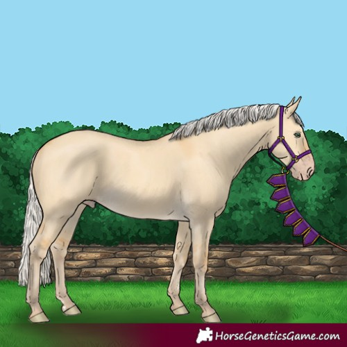 Horse Color:Silver Amber Cream Champagne Dun 