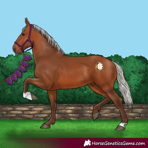 Horse Color:Silver Bay 