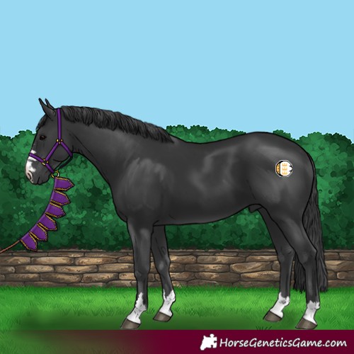 Horse Color:Black 