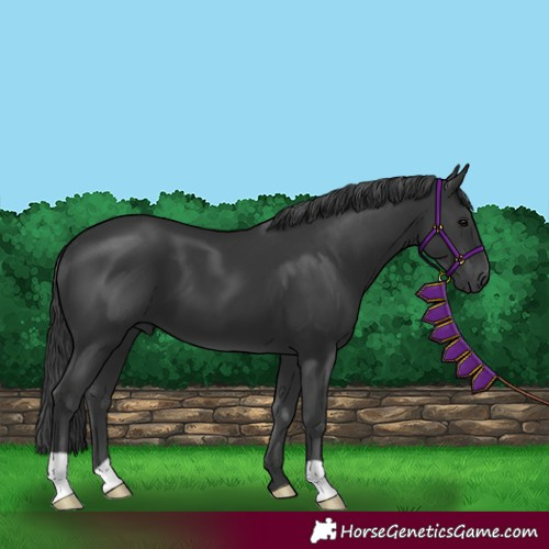 Horse Color:Black 