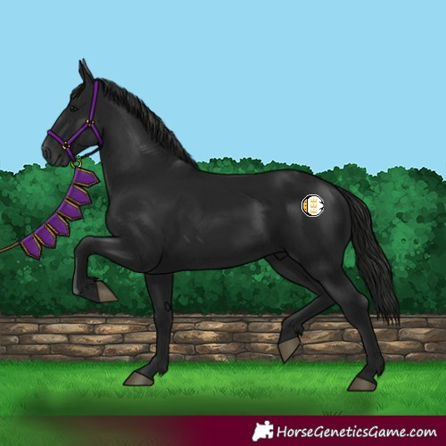 Horse Color:Gray Black 