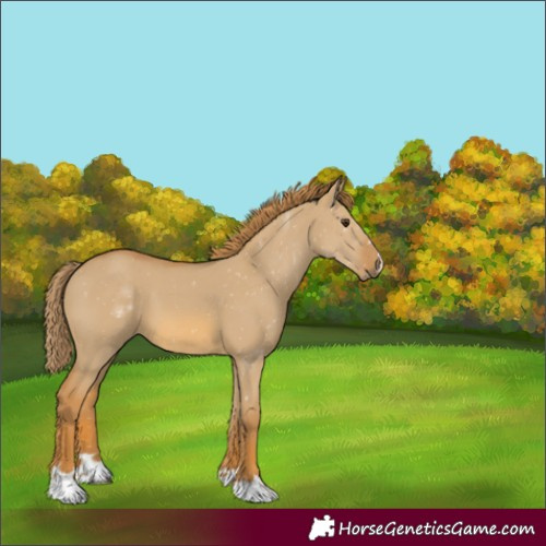 Horse Color:Watercolor Red Dun