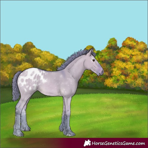 Horse Color:Gray Watercolor Buckskin Dun Appaloosa