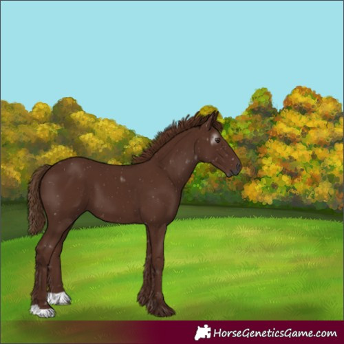 Horse Color:Gray Chestnut 