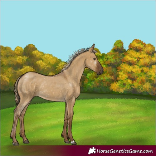 Horse Color:Chocolate Palomino Dun Rabicano