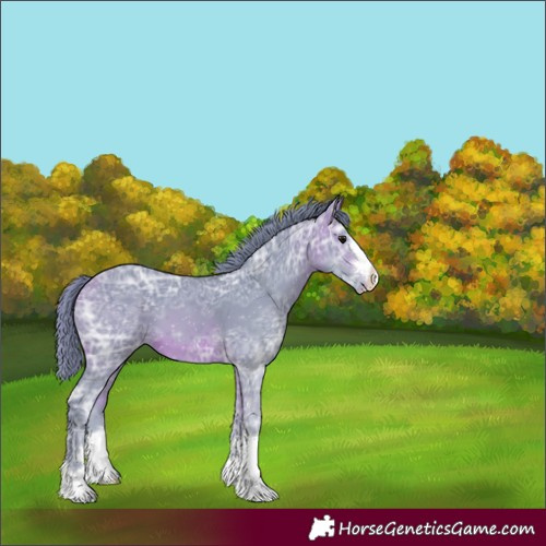 Horse Color:Watercolor Bay Ice Appaloosa