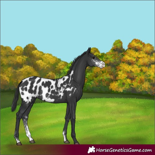 Horse Color:Black Sabino Appaloosa Rabicano