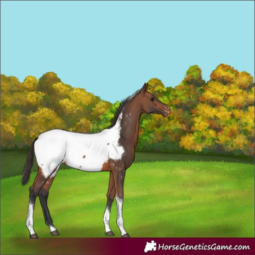 Horse Color:Bay Tobiano Appaloosa Rabicano