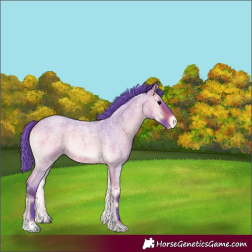Horse Color:Watercolor Bay Roan Onyx Appaloosa