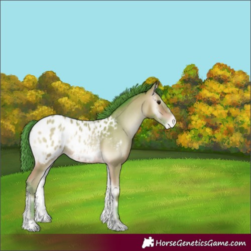 Horse Color:Watercolor Amber Champagne Onyx Appaloosa 