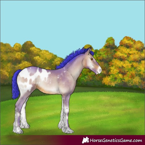 Horse Color:Watercolor Sable Champagne Onyx Appaloosa 
