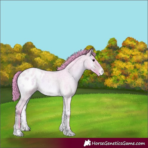 Horse Color:Watercolor Brown Roan Onyx Appaloosa 