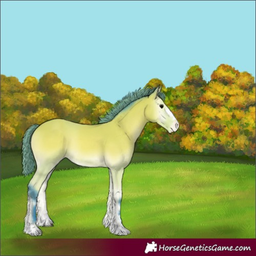 Horse Color:Watercolor Buckskin Onyx Appaloosa 