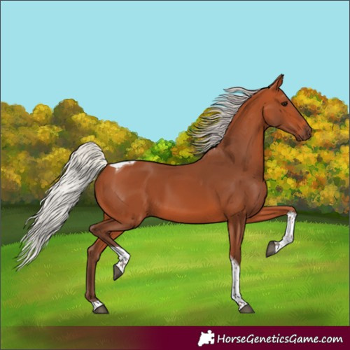 Horse Color:Silver Bay Tobiano 