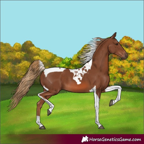 Horse Color:Chestnut Tobiano