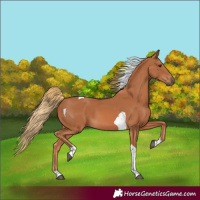 Horse Color:Chestnut Tobiano