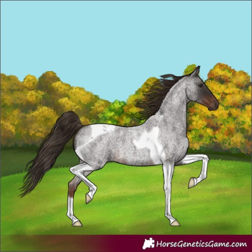 Horse Color:Liver Red Roan Tobiano