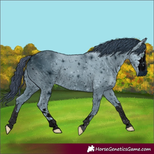 Horse Color:ERROR: UNKNOWN ANOMALY