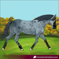 Horse Color:ERROR: UNKNOWN ANOMALY