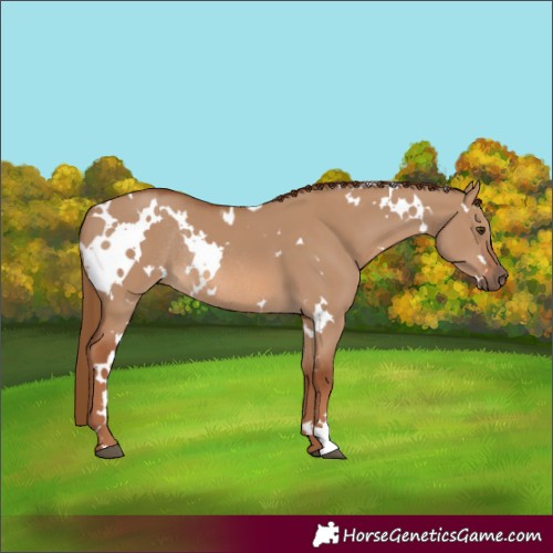 Horse Color:White Spotted Red Dun Rabicano 