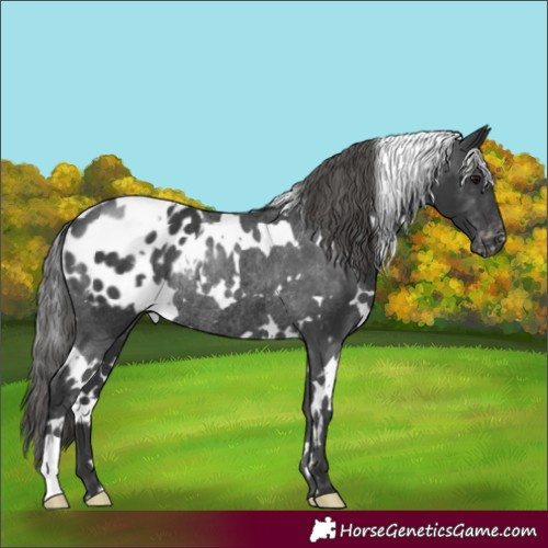 Horse Color:White Spotted Black Appaloosa Rabicano 