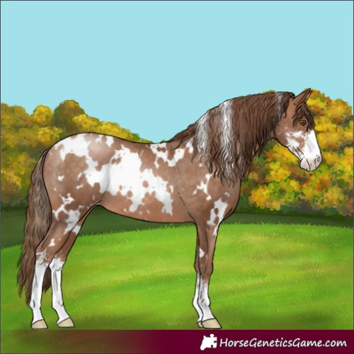 Horse Color:White Spotted Brown Pearl Sabino Appaloosa Rabicano 