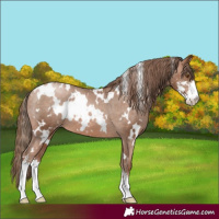 Horse Color:White Spotted Brown Pearl Sabino Appaloosa Rabicano 