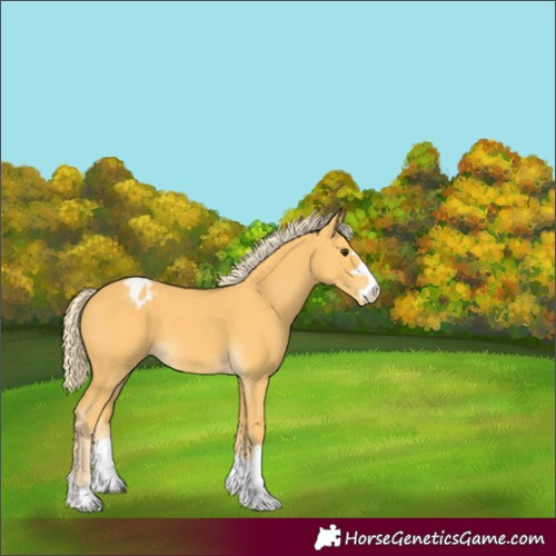 Horse Color:Palomino Varnish 