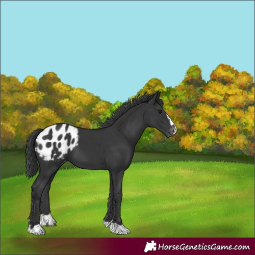 Horse Color:Black Blanket 