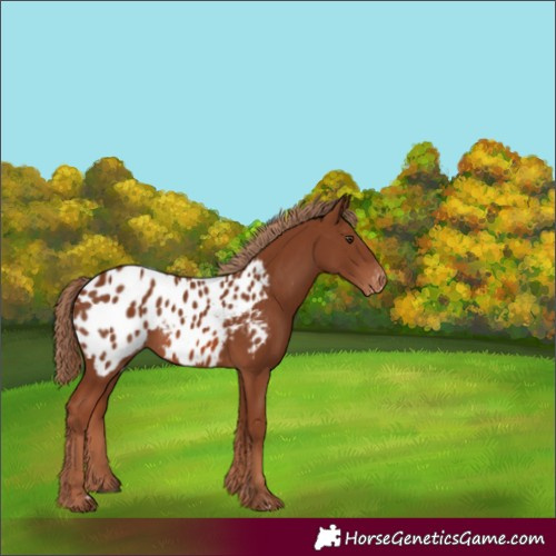 Horse Color:Chestnut Appaloosa